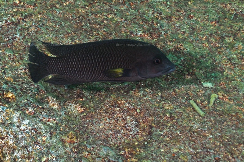 Neolamprologus cf. modestus 'Maleza Island'